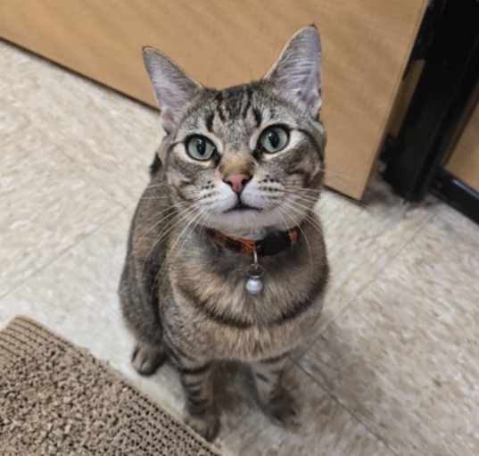 Photo of Puffin
