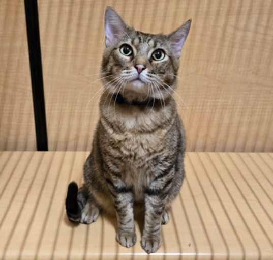 Photo of Muffin