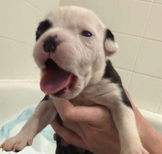 Photo of Female Puppy Mirabel 