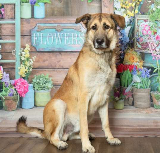 Photo of Hercules