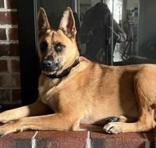 Photo of Rocky fka Kosmo