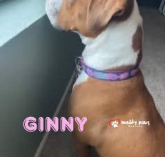 Photo of Ginny (Courtesy Post)
