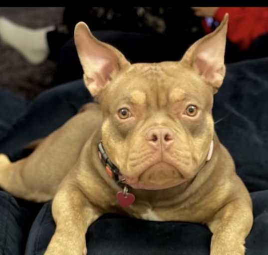 Photo of Pinky