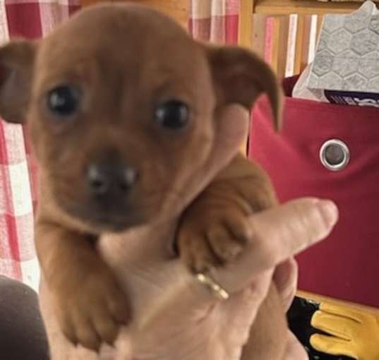 Photo of Suzie