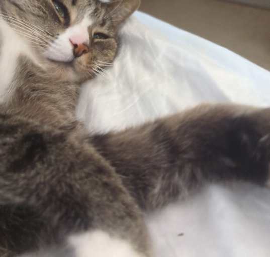 Photo of Abe