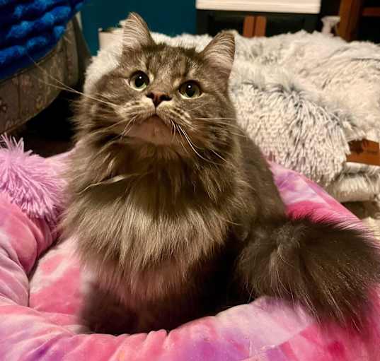 Photo of Lily