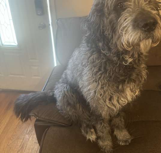 Photo of Archie Lee (St. Berdoodle)