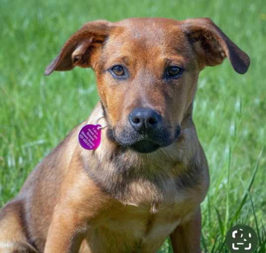 Photo of Puppy Coral 