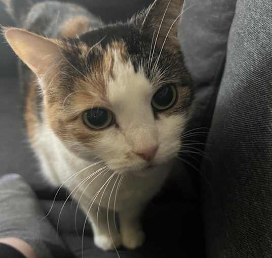 Photo of Deedee