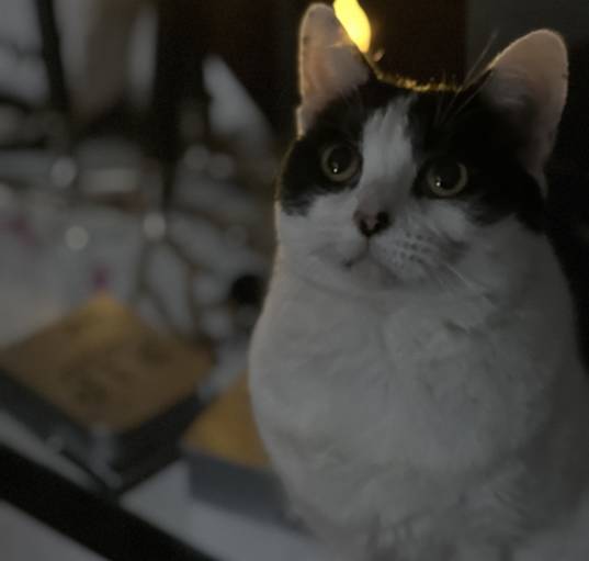 Photo of Lil bit