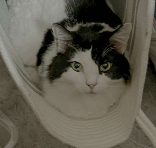 Photo of Oreo