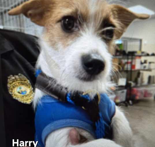 Photo of Harry
