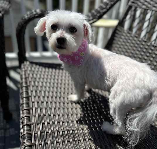 Photo of Molly