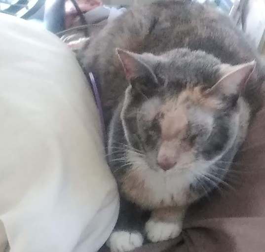Photo of Bella
