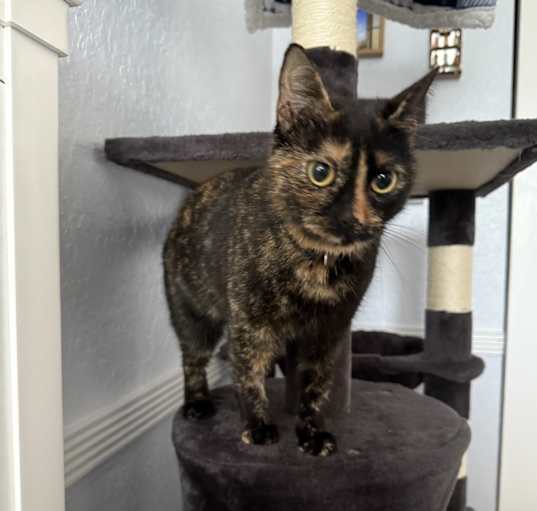 Photo of Gypsy