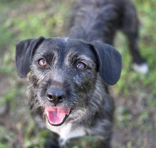 Photo of Remi