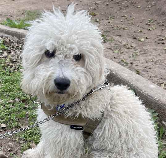 Photo of COCO