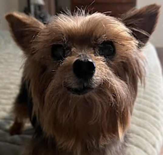Photo of Comet