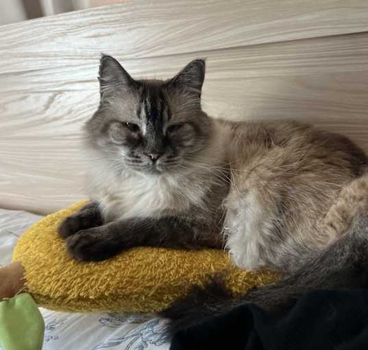 Photo of Felix