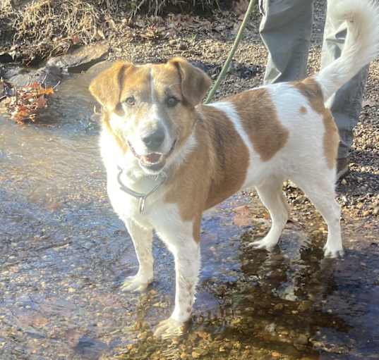 Photo of Bronco