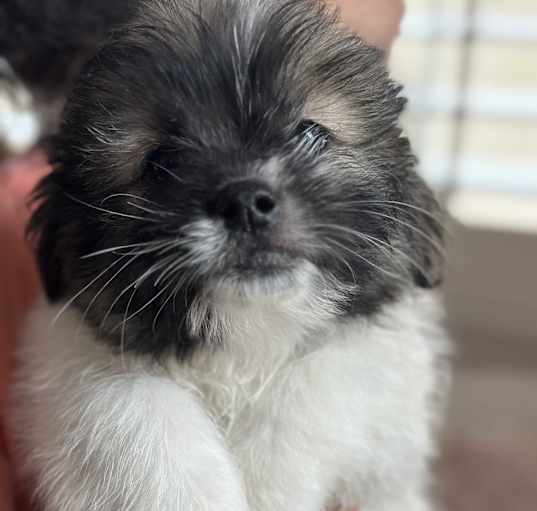 Photo of Hermes