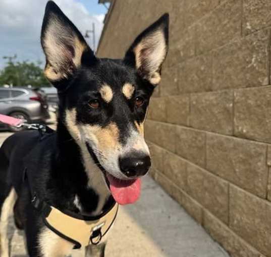 Photo of Layla