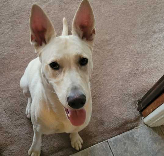 Photo of Juno