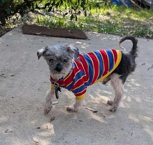 Photo of Bunsen