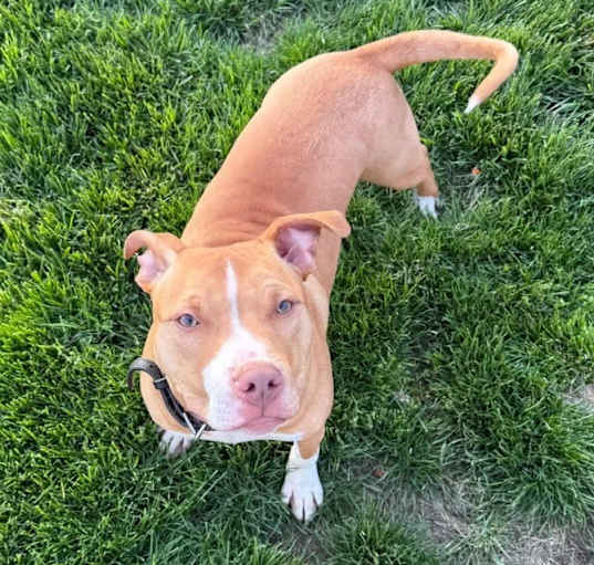 Photo of Pickles