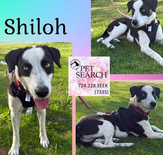 Photo of Shilo