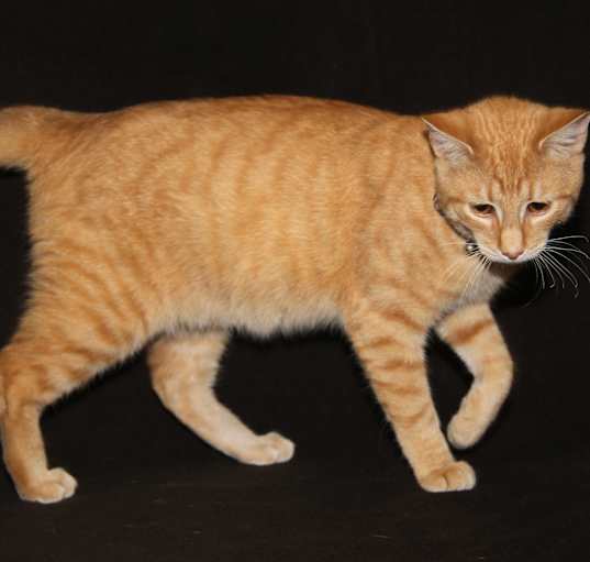 Photo of Sodapop (Neutered)