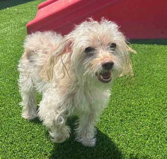 Photo of Lucky