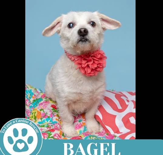 Photo of Bagel 041925