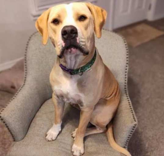 Photo of Buddy
