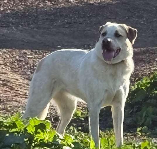 Photo of Charlie