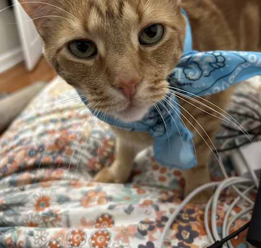 Photo of Simba
