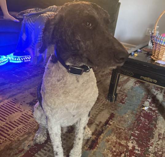 Photo of Dax