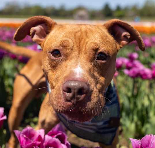 Photo of Hopper