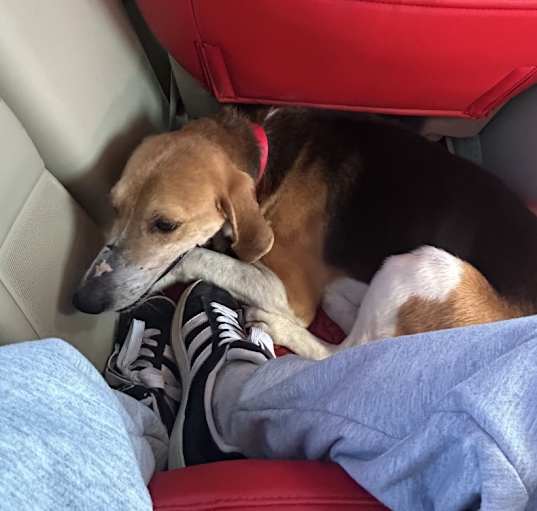 Photo of Tucker