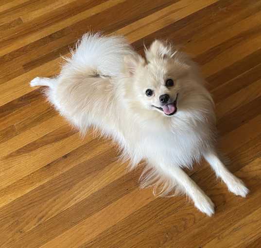 Photo of Snowball