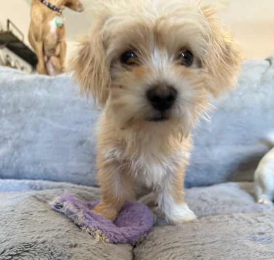 Photo of Max