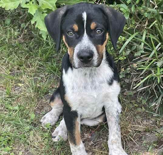 Photo of Louie