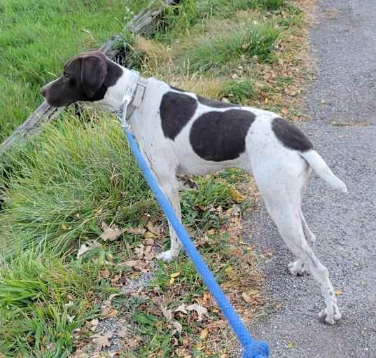 Photo of Rufus