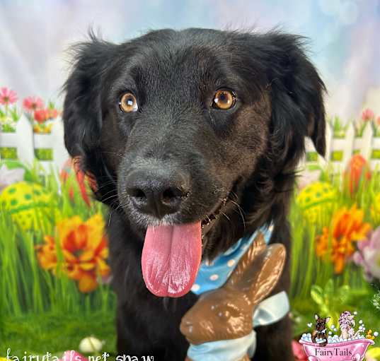 Photo of Beaux