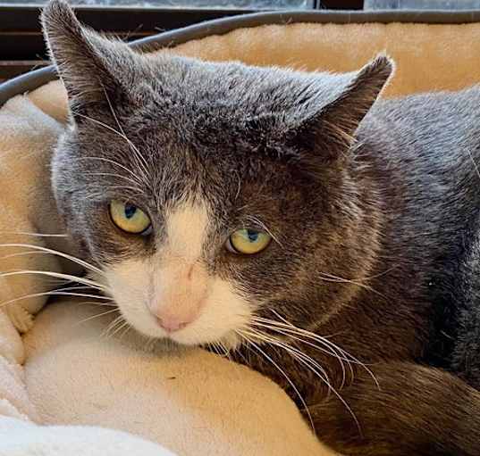 Photo of Poncho