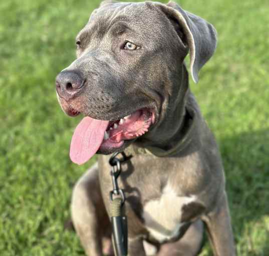 Photo of Kash