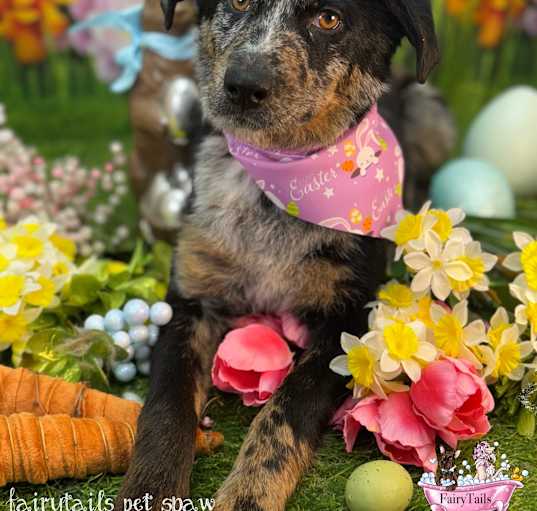 Photo of Darla