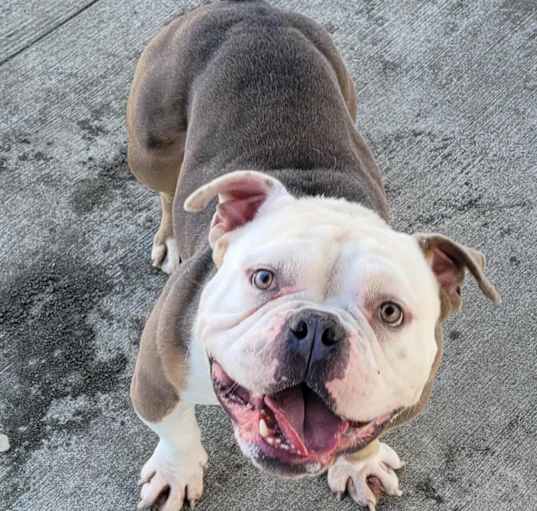 Photo of Jelly Bean! Roly PolyBoy!
