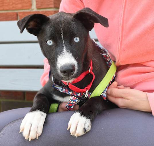Photo of Laika