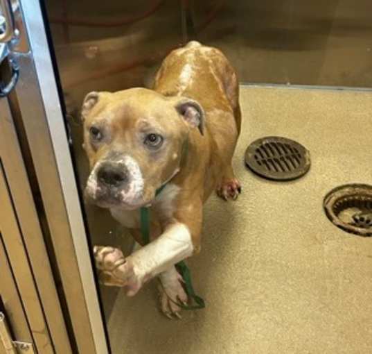Photo of Bruiser-VIP